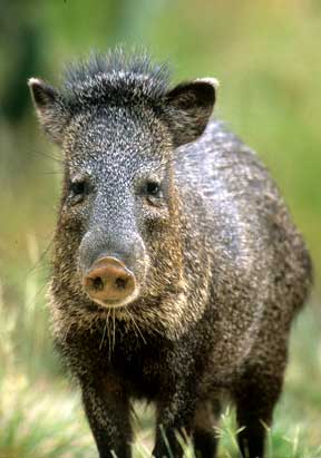 javelina