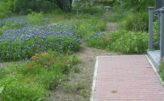 bluebonnets