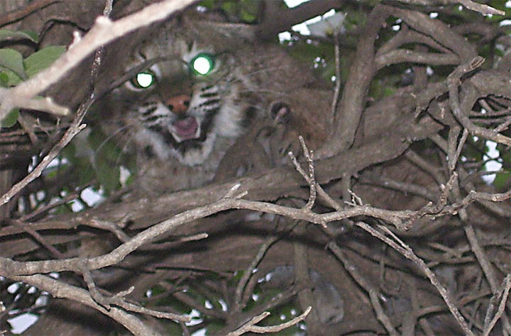 bobcat