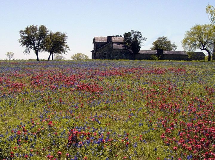 LANDSCAPE WILDFLOWERS - WILD FLOWERS